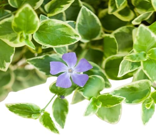 Vinca Major Variegata, Variegated Big Leaf Periwinkle Plant, Purple Flowering Ground Cover, Live Perennial Garden Plants (Classic Pint/Set of 50) - Image 5