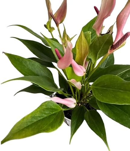 Anthurium (12"-14" Tall) Unique and Gorgeous Live Indoor Plant, Easy Care and Easy to Grow, Bloom Plant, 4 inch Pot (Lily Pink) - Image 3