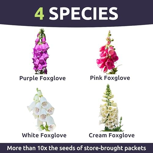 Foxglove Mixed Colors - Large 1/2 Ounce Packet - 125,000 Flower Seeds for Planting - Digitalis purpurea - Image 3