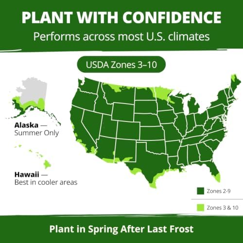 HOME GROWN Fairy Snapdragon Seeds, 14,000 Seeds, Linaria maroccana - Image 6