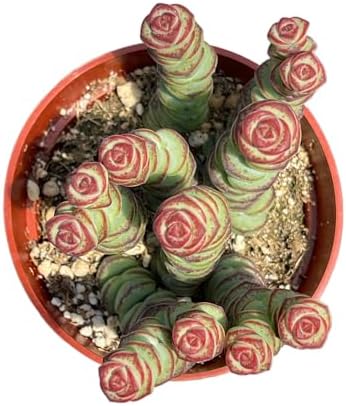 Live Succulent 4" Crassula Baby Necklace, Succulents Plants Live, Succulent Plants Fully Rooted, Hanging House Plant for Home Office Decoration, DIY Projects, Party Favor Gift by The Succulent Cult - Image 2