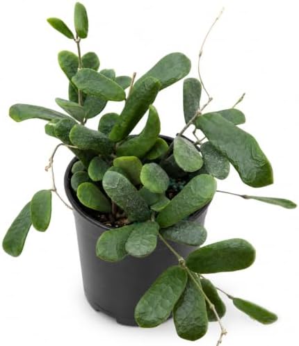 Hoya Rotundiflora Live Plant Fuzzy Hoya Starter Plants by NYCitySucculents