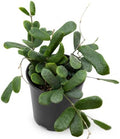 Hoya Rotundiflora Live Plant Fuzzy Hoya Starter Plants by NYCitySucculents