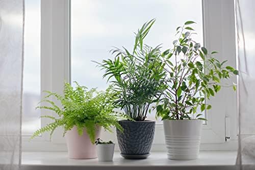 American Plant Exchange Parlor Palm – 4-Inch Pot with Cover – Live Easy Care Low-Light Indoor Houseplant, Pet-Friendly Tropical Palm for Home, Office, Bedroom & Shelf Décor - Image 4
