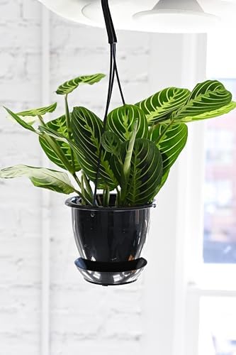 Live Lemon Lime Prayer Plant, Pet Friendly, Easy to Grow, 4" Pot - Image 2