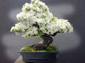 Bonsai Tree Seeds, White Lilac | 20+ Seeds | Highly Prized for Bonsai, Fragrant White Flowers by CZGrain