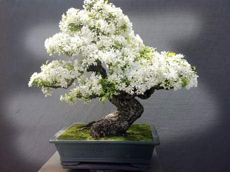Bonsai Tree Seeds, White Lilac | 20+ Seeds | Highly Prized for Bonsai, Fragrant White Flowers by CZGrain