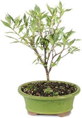Brussel's Live Gardenia Outdoor Bonsai Tree - 6 Years Old; 8" to 10" Tall with Decorative Container (Not Sold in Arizona) by BrusselsBonsai