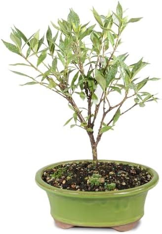Brussel's Live Gardenia Outdoor Bonsai Tree - 6 Years Old; 8" to 10" Tall with Decorative Container (Not Sold in Arizona) by BrusselsBonsai