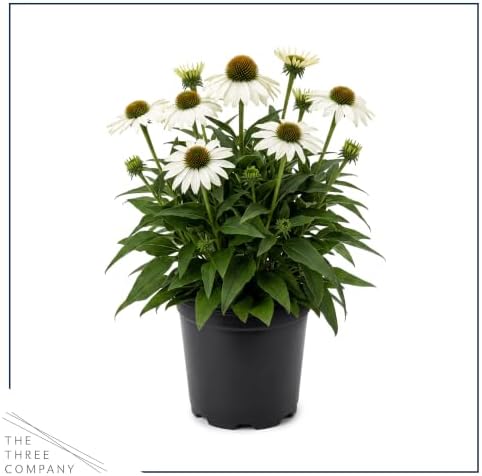 Coneflower (Echinacea) - White Blooms, Live Pollinator-Friendly Flowering Perennial, 12" Tall by 6" Wide in 2 Qt Pot - Image 3