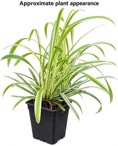 Variegated Liriope (Lilyturf) Grass - Live Plant - 4" Pot - Image 2
