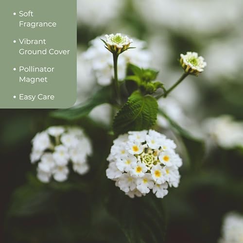 3 Trailing White Lantanas, Live Plants – Continuous Blooms, Thriving in 2.5” Nursery Cubes - Image 3