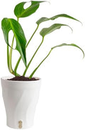 Costa Farms Burle Marx Flame Monstera, Live Indoor Plant, Tropical Plant by Unknown