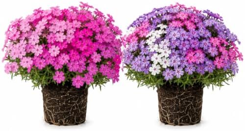 2 Mix Creeping Phlox Live Plants, Perennial Flower Plant, 4-7 Inch Tall by GardenNurserySince1996