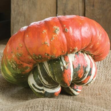 Turk's Turban Pumpkin Seeds - 20+ Count - For 2026 Planting USA Garden Vegetable Winter Squash Gourd Fall Bush Summer Non-GMO Heirloom Grow Your Own Home Farm Patio Healthy Sustainable - Image 4