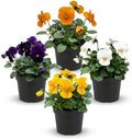 Pansy - Grower's Choice Assorted Colors (4 Pack), Live Winter Flowering Annual, Beautiful Winter Color, 6" Tall by 4" Wide in 1 Pt Pot by TheThreeCompany
