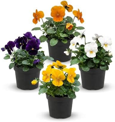 Pansy - Grower's Choice Assorted Colors (4 Pack), Live Winter Flowering Annual, Beautiful Winter Color, 6" Tall by 4" Wide in 1 Pt Pot by TheThreeCompany