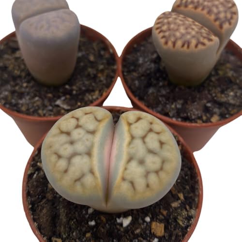 BubbleBlooms Lithops Assortment Living Stones Succulent 2 inch Set of 3 - Image 4