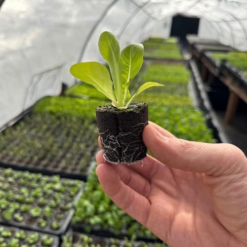 Butter Lettuce Seedlings: Ready-to-Plant, Starts, Starters, Plugs, Garden Ready, Live Plants, Transplants, Pre-Sprouted, Soil & Hydroponic Gardens (12 seedlings) - Image 2
