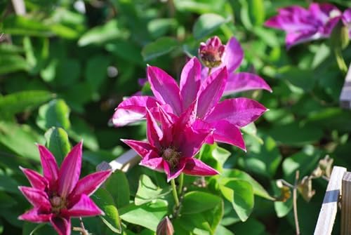 Perennial Farm Clematis 'Pink Champagne' Hybrid – Live Flowering Vine in 4 Quart Container, Large Rose-Pink Blooms with Contrasting Centers, Long Blooming, Ideal for Trellises, Arbors & Containers - Image 4