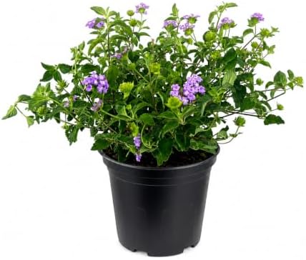 Lantana Purple | 2 Large Trade Gallon Size Plants | Lantana montevidensis | Purple Flowers | Outdoor Landscapes | Heat Tolerant Groundcover | Containers Slopes Borders Pathways Garden Beds by FloridaFoliage
