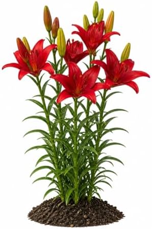 Votaniki Lily Red County Top Size Asiatic Lily Bulbs with Deep Red Summer Flowers Hardy Perennial Plant for Borders Cut Flower Gardens Containers and Outdoor Landscapes (Pack of 5) by Votaniki