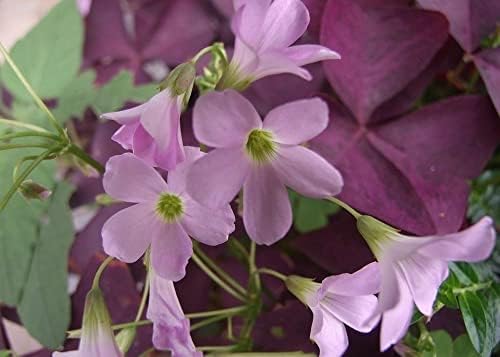 12PCS Purple Shamrocks Bulbs Good Luck Plant Purple Oxalis Bulbs for Planting Grows Indoor or Outdoor Oxalis Triangularis Bulb The Novice - Image 3