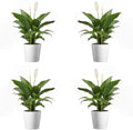 American Plant Exchange Peace Lily, Live Spathiphyllum Plants, 4-Inch Pots, 4 Pack in Deco Covers, Flowering Houseplants, Easy Care, Low Light, Perfect for Housewarming, Sympathy, or Party Gifts by AmericanPlantExchange