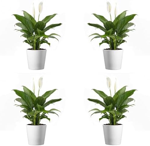 American Plant Exchange Peace Lily, Live Spathiphyllum Plants, 4-Inch Pots, 4 Pack in Deco Covers, Flowering Houseplants, Easy Care, Low Light, Perfect for Housewarming, Sympathy, or Party Gifts by AmericanPlantExchange