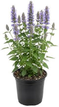 Hummingbird Mint (Agastache) - Blue Blooms (Blue Fortune), Live Pollinator-Friendly Flowering Perennial, 12" Tall by 5" Wide in 2 Qt Pot by TheThreeCompany
