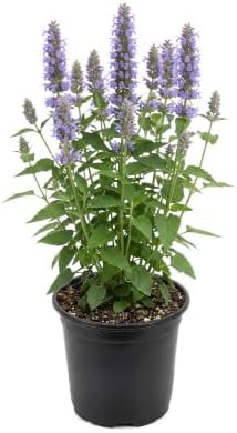 Hummingbird Mint (Agastache) - Blue Blooms (Blue Fortune), Live Pollinator-Friendly Flowering Perennial, 12" Tall by 5" Wide in 2 Qt Pot by TheThreeCompany
