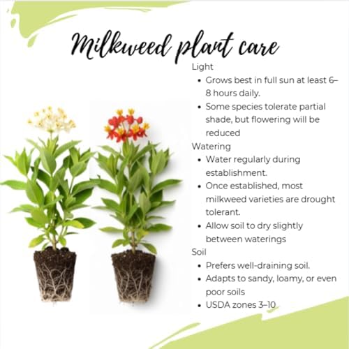 2 Mixed Milkweed Live Plants, Garden Flower Plant, 5-8 Inch Tall - Image 5