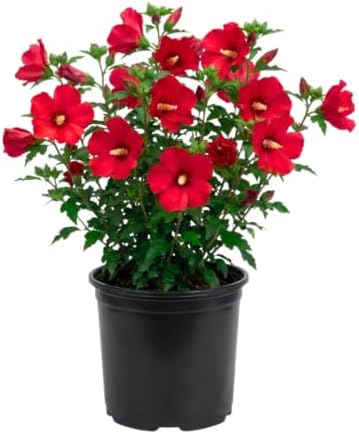 Red Rose of Sharon Live Plant, Vibrant Flowering Shrub, 8-10 Inch Tall by Unknown