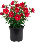Red Rose of Sharon Live Plant, Vibrant Flowering Shrub, 8-10 Inch Tall by Unknown
