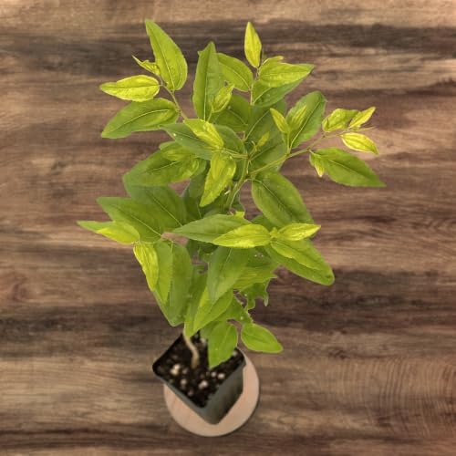 Jujube GA-866 Value Pack - 2 Plants - Edible Fruit Trees - Image 6