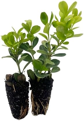 ragnaroc Japanese Boxwood 2-4" (Buxus microphylla VAR. Japonica) 2ct - Live Plant for Indoor Outdoor Use, Garden & Landscaping - Live Arrival Guaranteed - Image 5