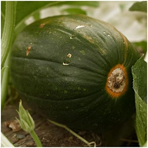 1/4 Lb Tatume Summer Squash Seeds - Gold Vault by Everwilde+Farms