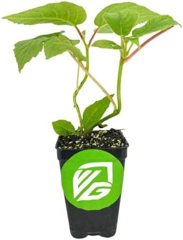 Vincent Female Kiwi Live Vine Plant - Actinidia chinensis by Wellspring Gardens - Grow Your Own Kiwi Fruit Vines on a Fence, Container or Trellis - Starter Plant - Image 2