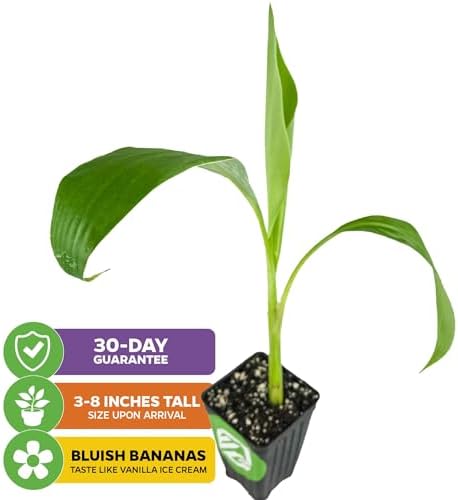Ice Cream Banana Tree (2-Pack) Live Plants by Wellspring Gardens - Image 2