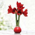 Red Base Waxed Amaryllis Flower Bulb with Stand, No Water Needed by HollandBulbFarms