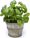 500 Italian Large Leaf Basil Seeds for Planting - Sweet Basil, Broad Aromatic Leaves, Cut-and-Come-Again Heirloom, Non-GMO, USA Grown by RDR Seeds by RDRSeeds