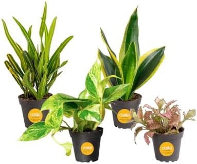 Costa Farms Live Indoor Houseplant Pack, Live Indoor Plants, Easy Care by Unknown