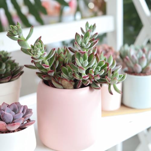 Echeveria Harmsii Ruby Slipper - Colorful 2 inch Succulents - Live Mini Succulent Plants Fully Rooted, Easy Care Indoor and Outdoor, Home and Garden Decor, Wedding Party Favor - Image 7