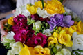 Double Freesia Flower Bulbs for Spring Planting - Mixed Colors for Bouquets - Large Healthy Bulbs - Great for Container or Outdoor Growing (50 Bulbs) by CZGrain