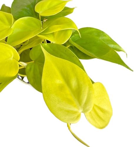 Hopewind Plnats Shop - Philodendron hederaceum Neon Cordatum, Rare Variety, Easy to Care Live Indoor Plant, 4 inch Pot - Image 4