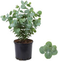 Silver Dollar Eucalyptus Plant Live, 10-16'', Ornamental Eucalyptus Tree by Unknown