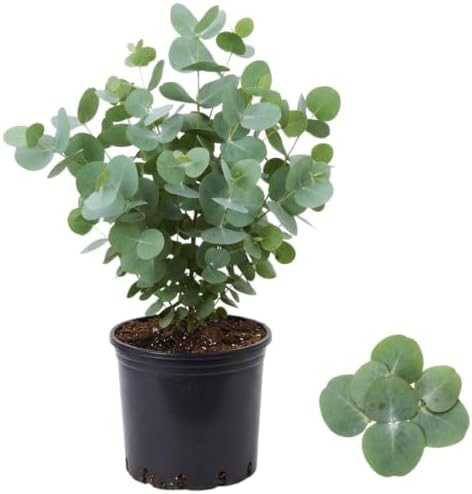 Silver Dollar Eucalyptus Plant Live, 10-16'', Ornamental Eucalyptus Tree by Unknown
