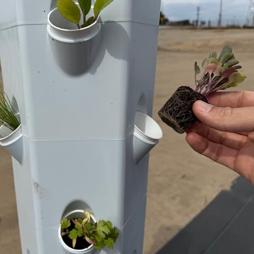 Greens Seedlings: Ready-to-Plant Seedlings, Starts, Plugs, Garden-Ready, Live Plants, Transplants, Pre-sprouted, for Soil & Hydroponic Gardens (6 seedings) - Image 4