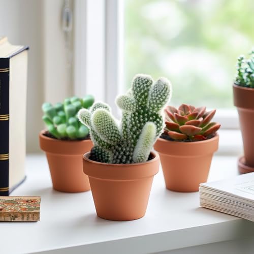 2-in Live Succulent Plants Bunny Ear Cactus, Easy Care & Drought Tolerant - Image 3