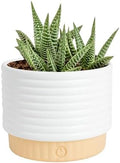 Costa Farms Succulent, Live Indoor Plant, Easy Care, Home Decor by Unknown